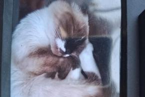 Avviso scomparsa Gatto incrocio di razze Femmina, 6 anni Longpont-sur-Orge Francia