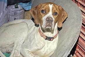 Avviso scomparsa Cane Maschio, 2 anni Bruges-Capbis-Mifaget Francia