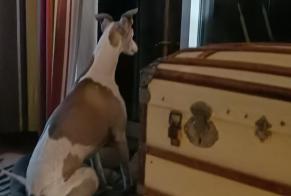 Avviso scomparsa Cane Maschio, 11 anni Saint-Gaudens Francia