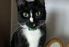 Avviso scomparsa Gatto Femmina, 2 anni Écouen Francia