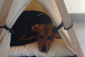 Avviso scomparsa Cane incrocio di razze Maschio, 2 anni Saint-Jean-du-Gard Francia