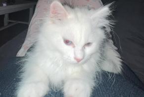 Avviso scomparsa Gatto Maschio, 1 anni Tremblay-en-France Francia