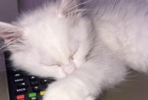 Avviso scomparsa Gatto Maschio, 1 anni Tremblay-en-France Francia