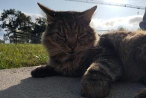 Avviso scomparsa Gatto incrocio di razze Maschio, 8 anni La Baconnière Francia