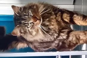 Avviso scomparsa Gatto incrocio di razze Maschio, 8 anni La Baconnière Francia