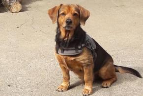 Avviso scomparsa Cane incrocio di razze Maschio, 11 anni Mont-de-Galié Francia