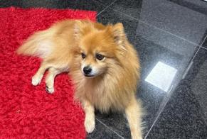 Avviso scomparsa Cane Maschio, 11 anni Paris Francia