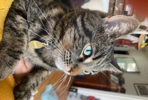 Avviso scomparsa Gatto Maschio, 12 anni Saint-Quentin Francia