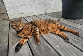 Avviso scomparsa Gatto Maschio, 7 anni Bordeaux Francia