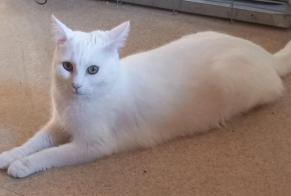 Avviso scomparsa Gatto Femmina, 3 anni Laneuveville-devant-Nancy Francia