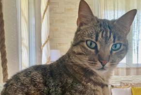 Avviso scomparsa Gatto Maschio, 7 anni Champfrémont Francia