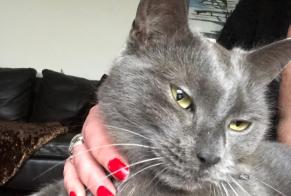 Avviso scomparsa Gatto incrocio di razze Maschio, 2 anni Tourcoing Francia