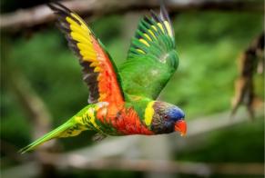 Avviso scomparsa Uccello Maschio, 2026 anni Paris Francia