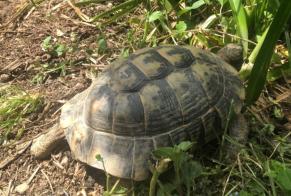 Avviso scomparsa Tartaruga Maschio , 2026 anni Seysses Francia