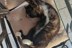 Avviso scomparsa Gatto incrocio di razze Femmina , 4 anni Charvieu-Chavagneux Francia