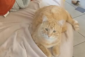 Avviso scomparsa Gatto incrocio di razze Maschio , 2 anni Lespinasse Francia