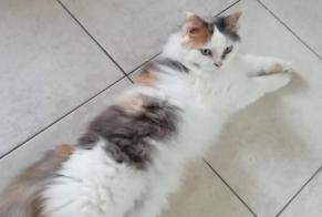 Avviso scomparsa Gatto  Femmina , 12 anni Bègles Francia