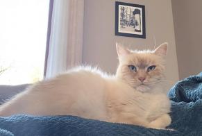 Avviso scomparsa Gatto Femmina , 7 anni Mareau-aux-Bois Francia