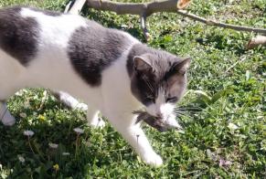Avviso scomparsa Gatto  Maschio , 2 anni Simiane-Collongue Francia
