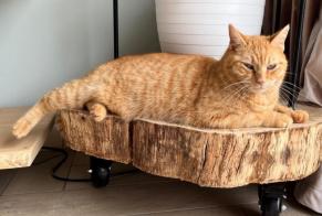 Avviso scomparsa Gatto incrocio di razze Maschio , 5 anni Lagorce Francia