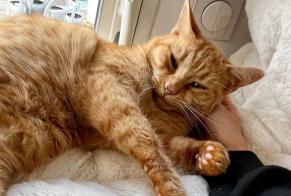 Avviso scomparsa Gatto incrocio di razze Maschio , 5 anni Lagorce Francia