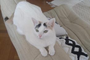 Avviso scomparsa Gatto incrocio di razze Femmina , 10 anni Brignais Francia