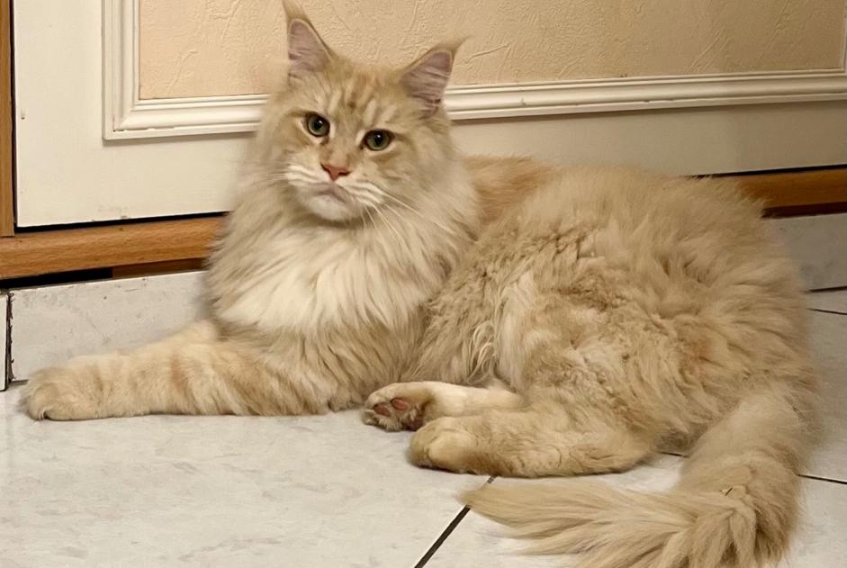 Avviso scomparsa Gatto  Maschio , 4 anni Les Cluses Francia