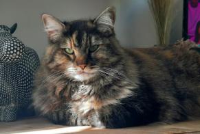Avviso scomparsa Gatto incrocio di razze Femmina , 7 anni Saint-Pierre-en-Auge Francia