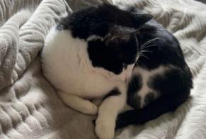 Avviso scomparsa Gatto Maschio , 5 anni Vern-sur-Seiche Francia