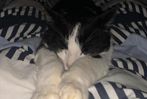 Avviso scomparsa Gatto Maschio , 5 anni Vern-sur-Seiche Francia