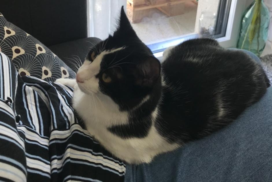 Avviso scomparsa Gatto Maschio , 5 anni Vern-sur-Seiche Francia