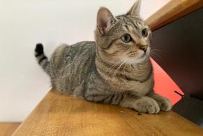 Avviso scomparsa Gatto Maschio , 4 anni Betton Francia
