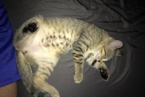 Avviso scomparsa Gatto Maschio , 4 anni Betton Francia