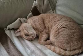 Avviso scomparsa Gatto  Maschio , 10 anni Gaillard Francia