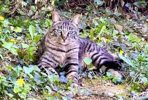 Avviso scomparsa Gatto incrocio di razze Maschio , 3 anni Nantes Francia