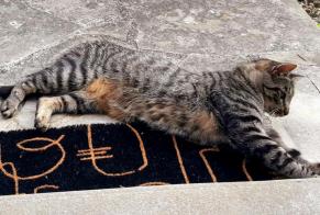 Avviso scomparsa Gatto incrocio di razze Maschio , 3 anni Nantes Francia