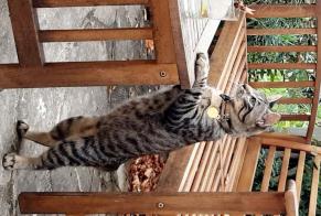 Avviso scomparsa Gatto incrocio di razze Maschio , 3 anni Nantes Francia