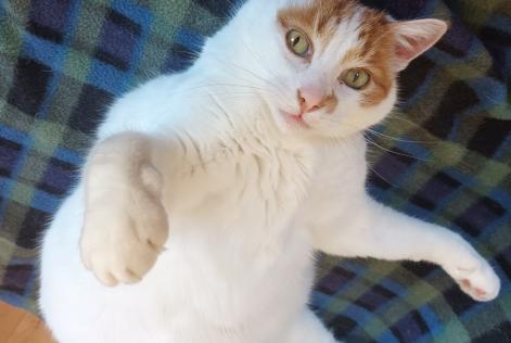 Avviso scomparsa Gatto  Maschio , 12 anni Ouistreham Francia