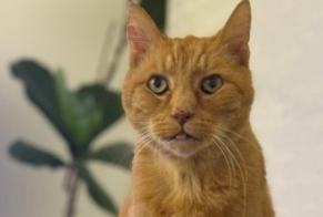 Avviso scomparsa Gatto  Maschio , 16 anni Brebières Francia