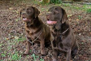 Avviso scomparsa Cane  Maschio , 5 anni Saint-Pierre-en-Auge Francia