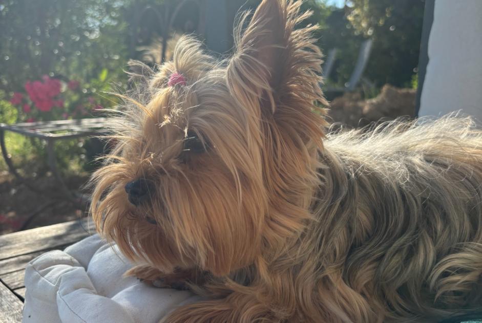 Avviso scomparsa Cane  Femmina , 7 anni Aulnay-sur-Mauldre Francia