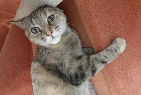 Avviso scomparsa Gatto Femmina , 13 anni Lempdes Francia