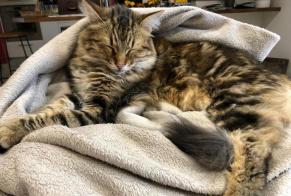Avviso scomparsa Gatto incrocio di razze Maschio , 7 anni Capdenac-Gare Francia