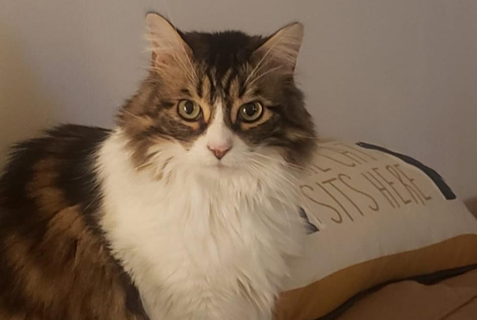 Avviso scomparsa Gatto incrocio di razze Maschio , 9 anni Les Hauts-d'Anjou Francia