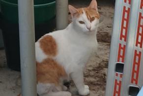 Avviso Ritrovamento Gatto Non conosciuta Questembert Francia