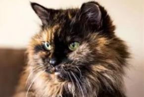 Avviso scomparsa Gatto  Femmina , 15 anni Saint-Gervais-les-Trois-Clochers Francia