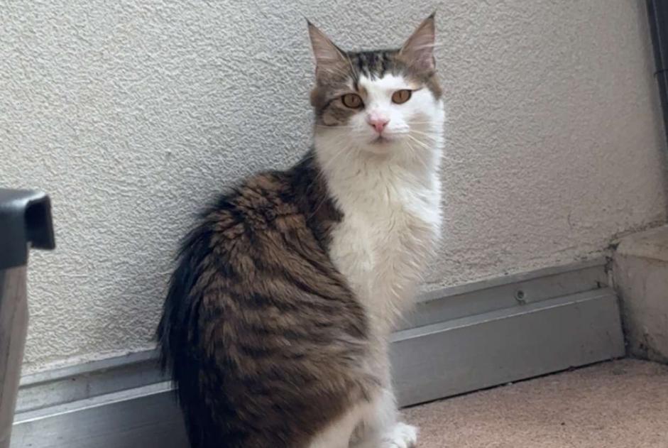 Avviso scomparsa Gatto  Femmina , 1 anni Guebwiller Francia