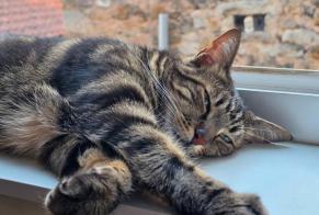 Avviso scomparsa Gatto Maschio , 4 anni Houtaud Francia
