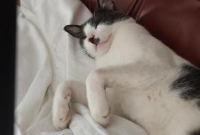 Avviso scomparsa Gatto Femmina , 2 anni Mettray Francia