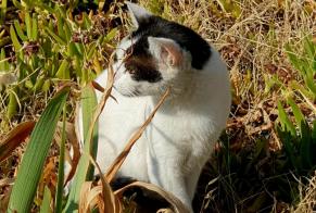 Avviso Ritrovamento Gatto incrocio di razze Non conosciuta , 4 anni Bandol Francia